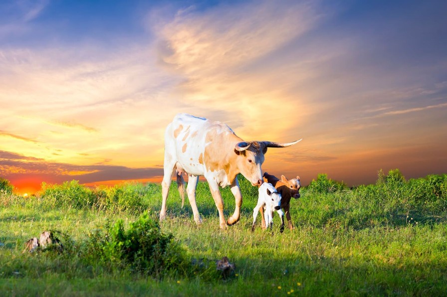 Dieren Wallgroup | Koe En Kalf Zonsondergang Fotobehang