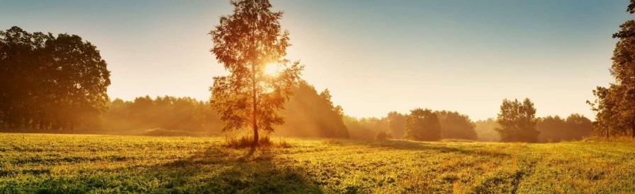 Natuur Wallgroup | Weiland Bij Zonsopkomst Fotobehang