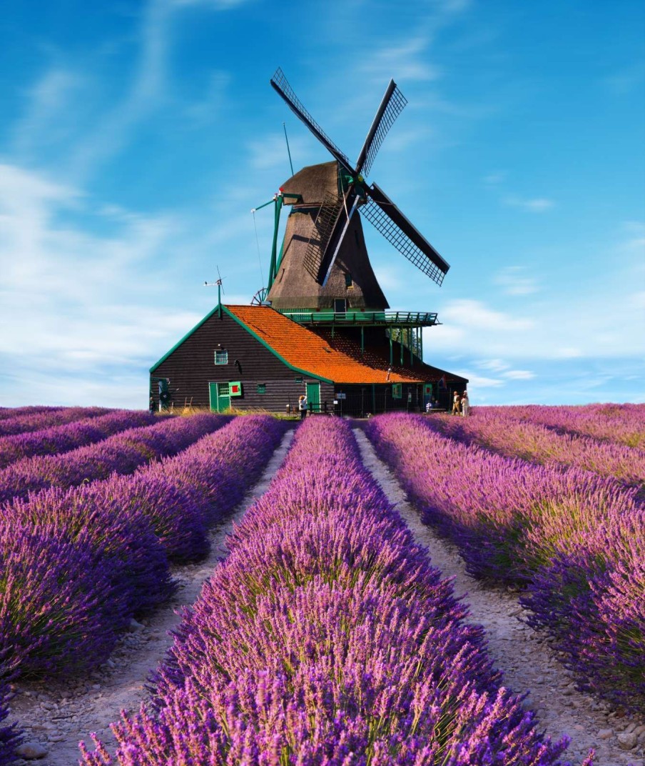 Natuur Wallgroup | Lavendel Veld Met Windmolen Op Achtergrond Fotobehang