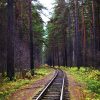 Landschap Wallgroup | Spoorlijn Door Een Bos Fotobehang