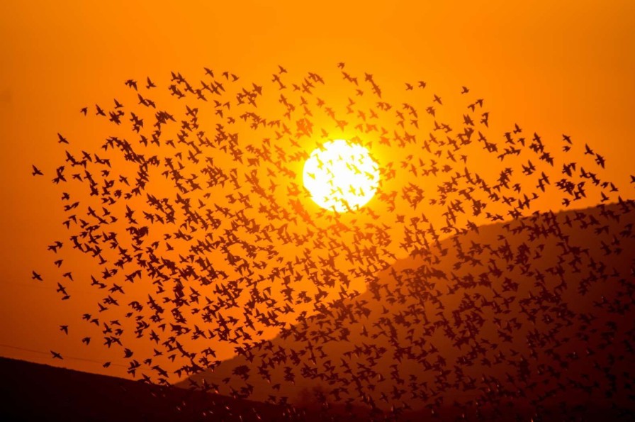 Landschap Wallgroup | Grote Groep Vogels Bij Zonsondergang Fotobehang