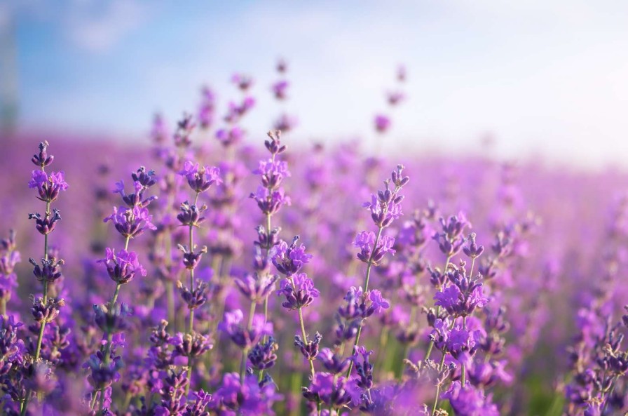 Natuur Wallgroup | Close-Up Van Lavendel Fotobehang