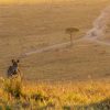 Landschap Wallgroup | Zebra Maakt Een Wandeling Bij Zonsondergang Fotobehang