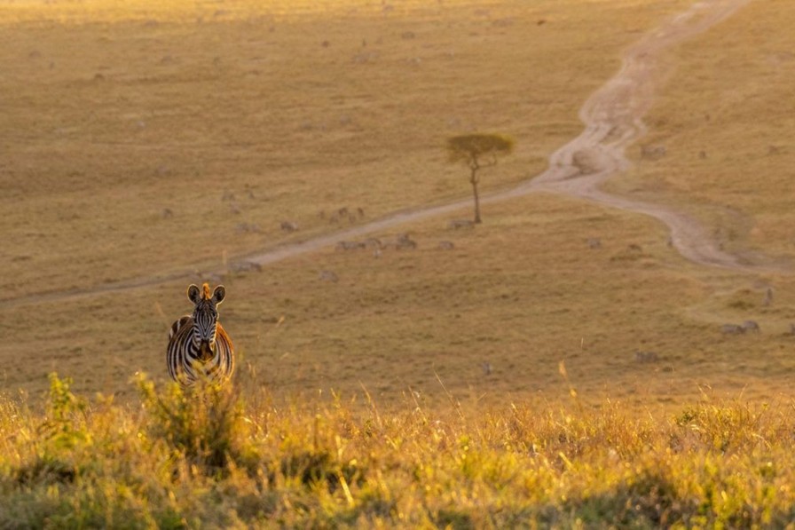 Landschap Wallgroup | Zebra Maakt Een Wandeling Bij Zonsondergang Fotobehang