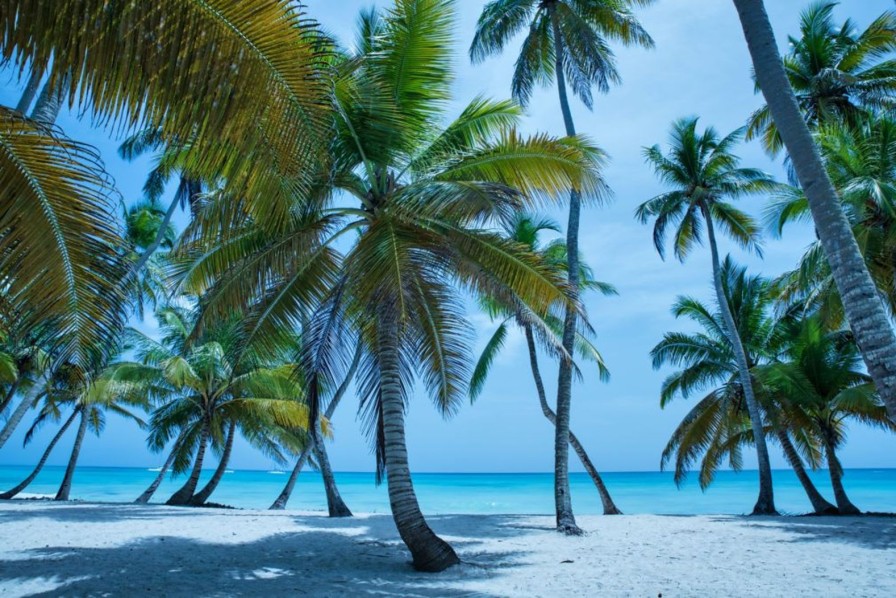 Natuur Wallgroup | Palmbomen Op Een Caribisch Eiland Fotobehang