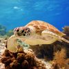 Landschap Wallgroup | Groene Zeeschildpad Aan Het Zwemmen Fotobehang