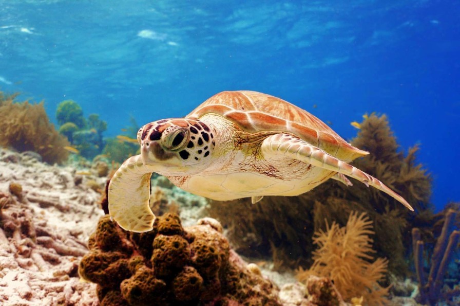 Landschap Wallgroup | Groene Zeeschildpad Aan Het Zwemmen Fotobehang