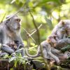 Dieren Wallgroup | Apenfamilie In Bali Fotobehang