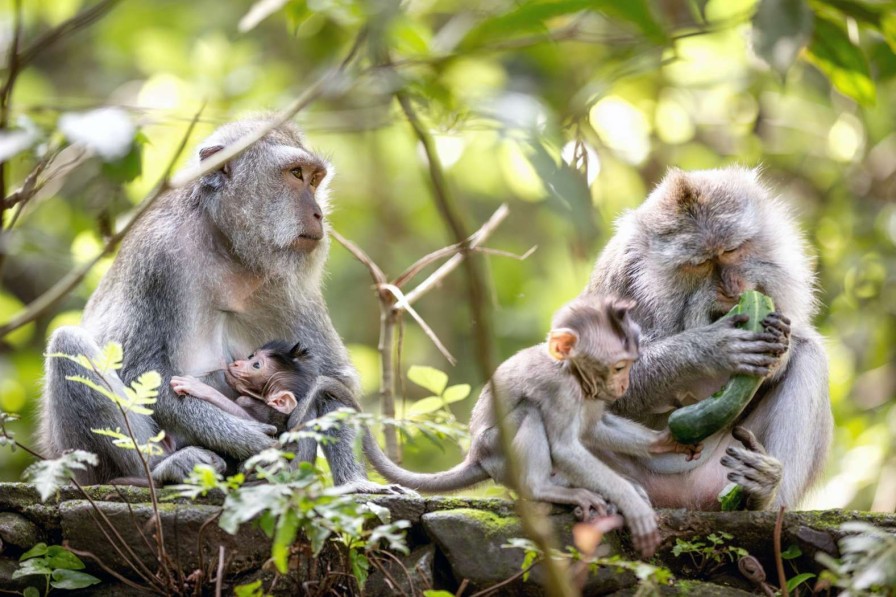 Dieren Wallgroup | Apenfamilie In Bali Fotobehang