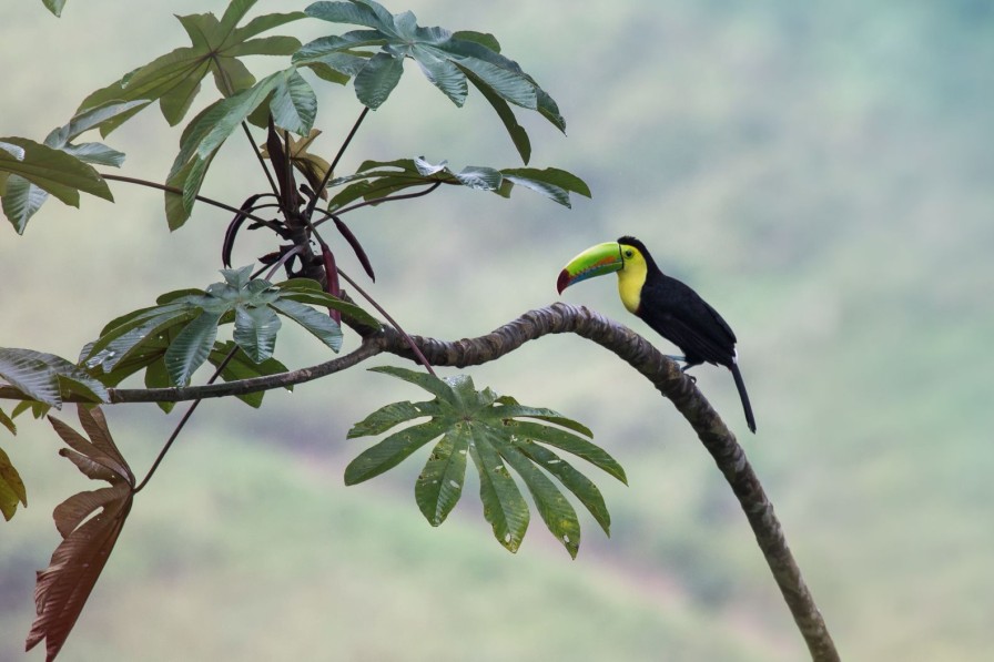 Natuur Wallgroup | Exotische Vogel Op Een Tak Fotobehang