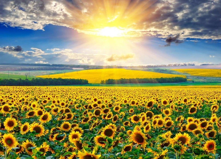 Natuur Wallgroup | Zonnebloemen Veld Met Opkomende Zon Fotobehang