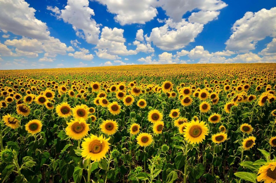 Natuur Wallgroup | Zonnebloemveld Onder Een Heldere Lucht Fotobehang