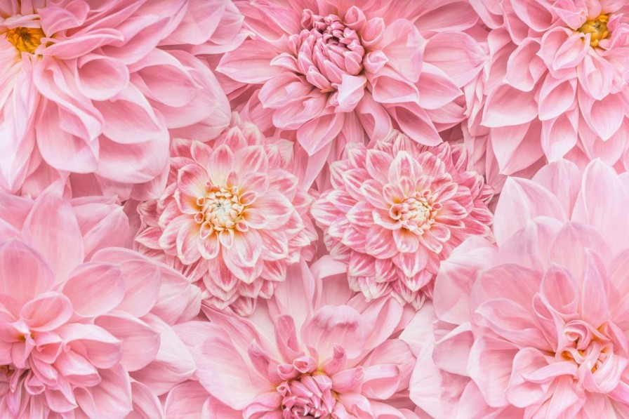 Natuur Wallgroup | Roze Bloemen Met Een Gele Kern Fotobehang