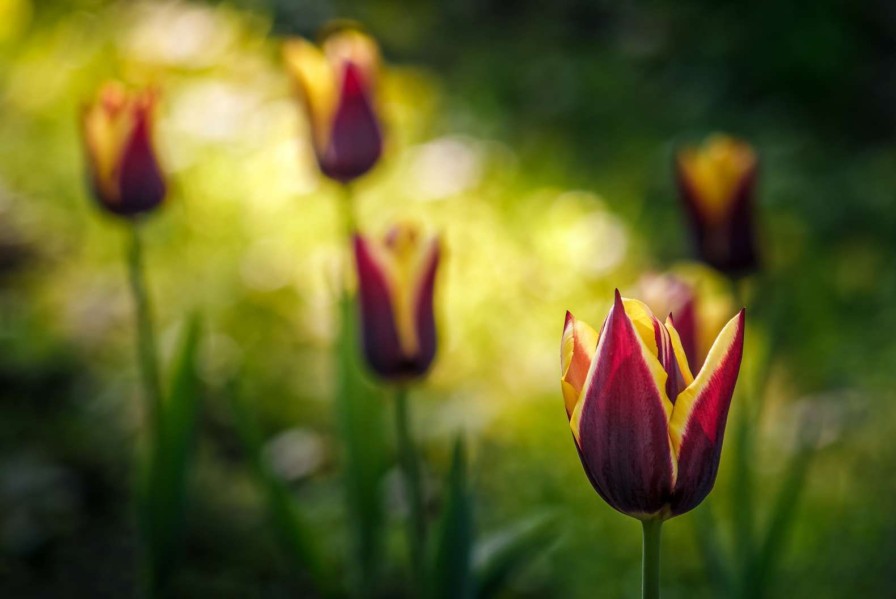 Natuur Wallgroup | Rood-Gele Tulpen Close-Up Fotobehang