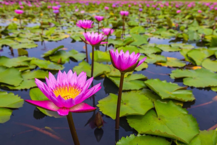 Natuur Wallgroup | Opvallende Roze Lotusbloem Fotobehang