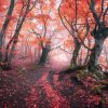 Natuur Wallgroup | Een Sprookjesbos Fotobehang