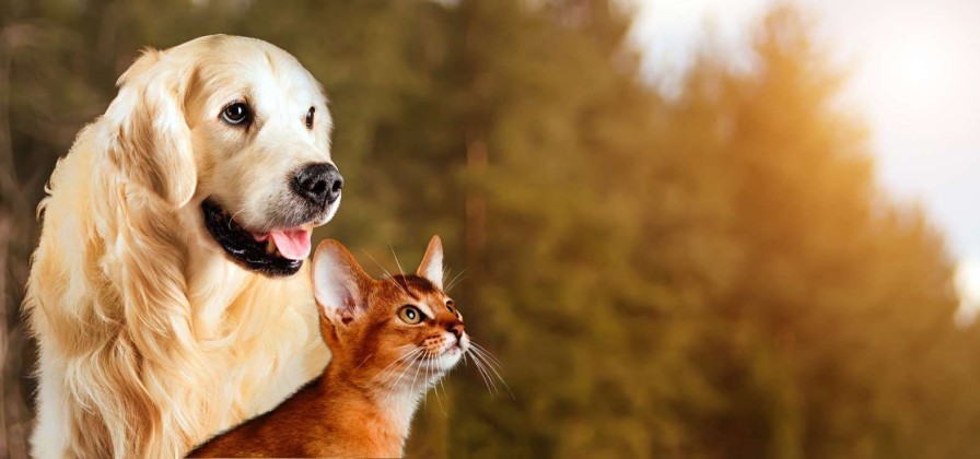 Dieren Wallgroup | Hond En Kat Kijken Naar Boven Fotobehang