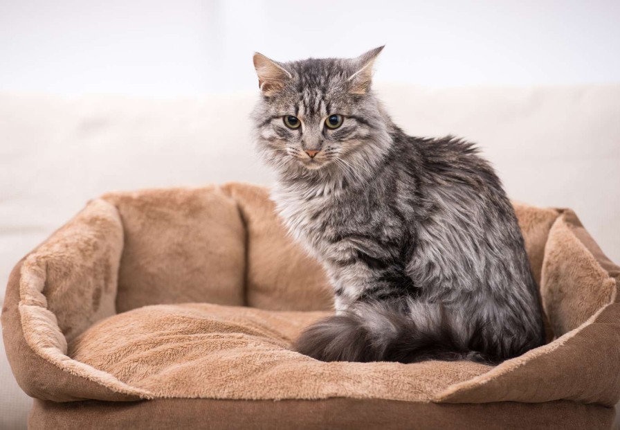 Dieren Wallgroup | Grijze Kat Zit In Een Mand Fotobehang