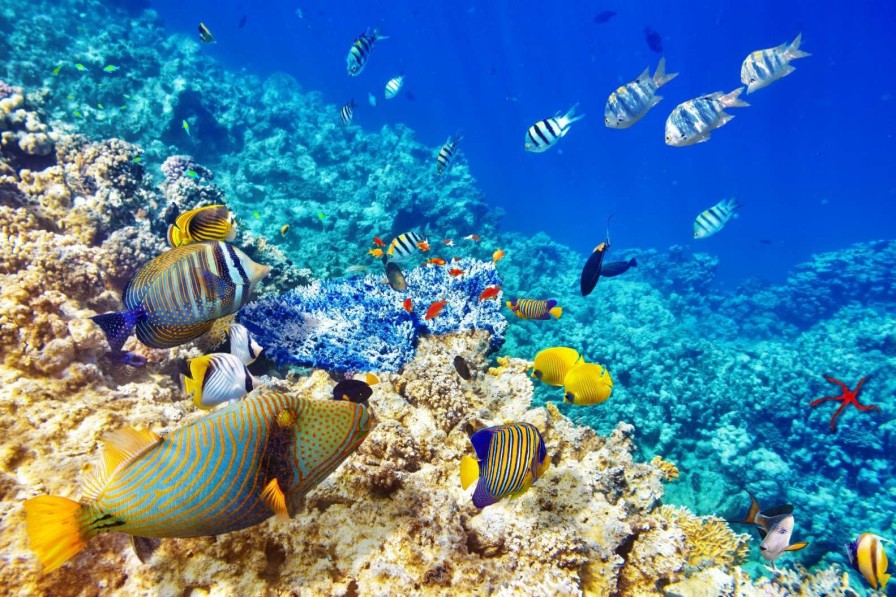 Landschap Wallgroup | Exotische Vissen In De Oceaan Fotobehang