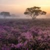 Natuur Wallgroup | De Veluwe In De Vroege Ochtend Fotobehang