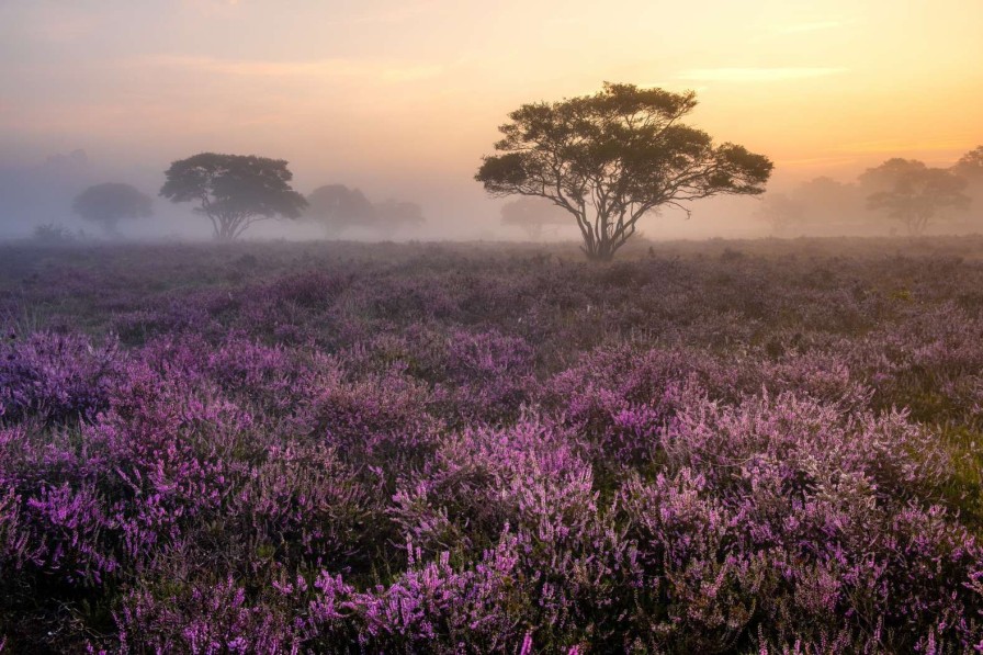 Natuur Wallgroup | De Veluwe In De Vroege Ochtend Fotobehang