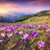 Natuur Wallgroup | Bloemenveld Van Krokussen In De Bergen Fotobehang