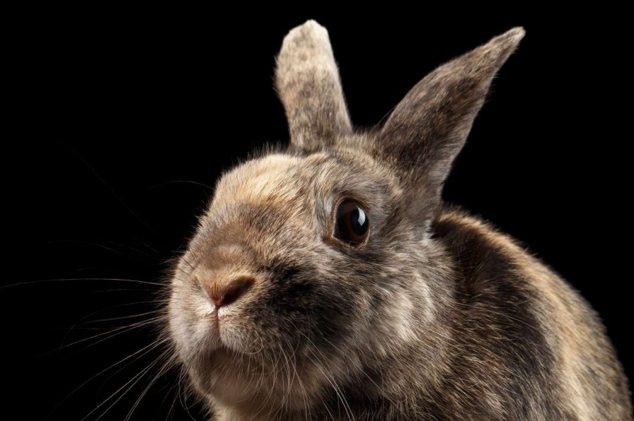 Dieren Wallgroup | Konijn Met Een Zwarte Achtergrond Fotobehang