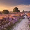 Natuur Wallgroup | Pad Met Veel Bloemen Fotobehang