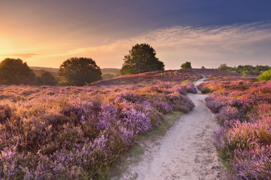 Natuur Wallgroup | Pad Met Veel Bloemen Fotobehang