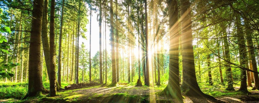 Natuur Wallgroup | Bos Met Felle Zon Op De Achtergrond Fotobehang