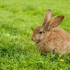 Dieren Wallgroup | Konijn Op Het Gras Fotobehang