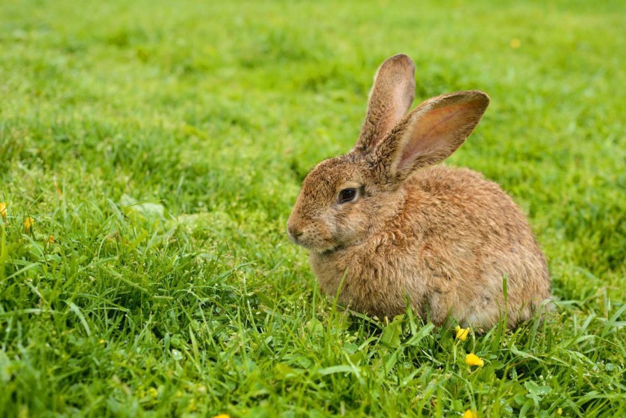 Dieren Wallgroup | Konijn Op Het Gras Fotobehang