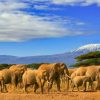 Dieren Wallgroup | Olifanten Met De Kilimanjaro Berg Op De Achtergrond Fotobehang