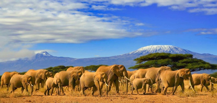 Dieren Wallgroup | Olifanten Met De Kilimanjaro Berg Op De Achtergrond Fotobehang