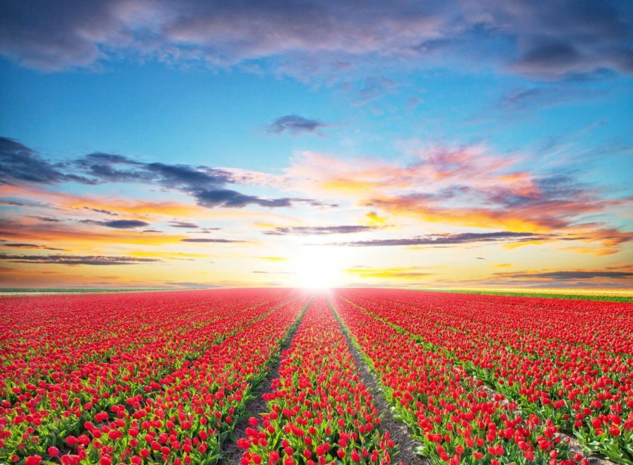 Natuur Wallgroup | Rode Tulpenveld Bij Zonsopkomst Fotobehang