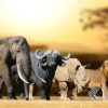 Dieren Wallgroup | Grote Afrikaanse Dieren Fotobehang