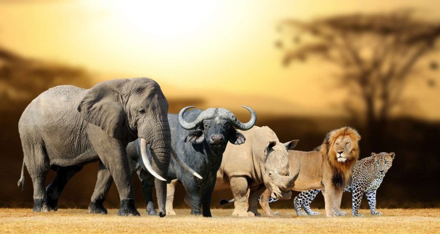 Dieren Wallgroup | Grote Afrikaanse Dieren Fotobehang