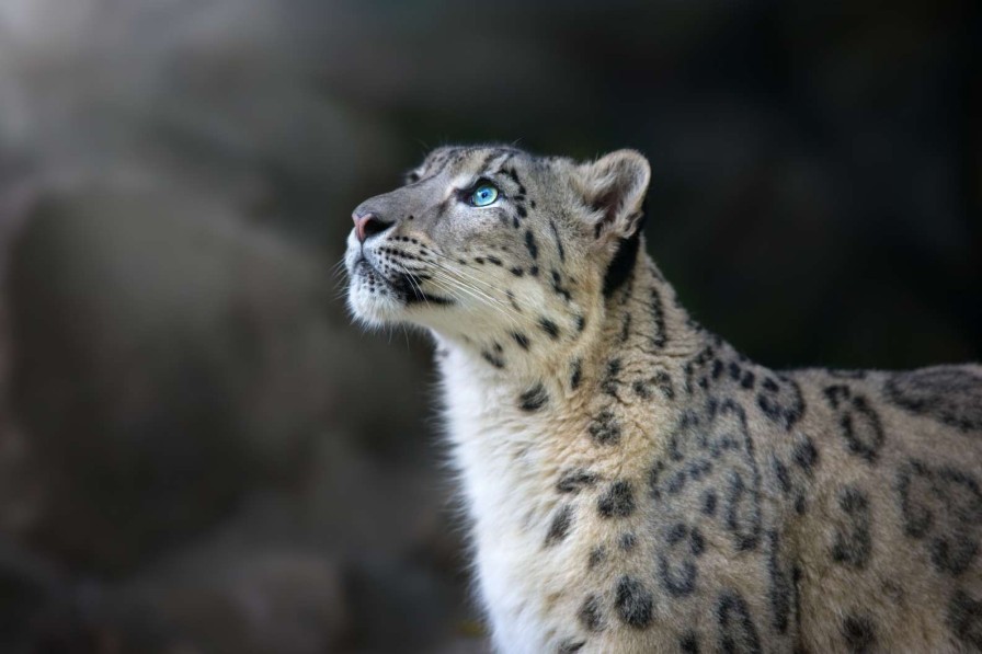 Dieren Wallgroup | Sneeuwpanter Met Blauwe Ogen Fotobehang