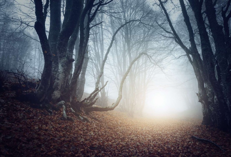 Natuur Wallgroup | Donker Mistig Bos Fotobehang