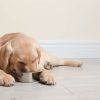 Dieren Wallgroup | Schattige Labrador Is Aan Het Eten Fotobehang