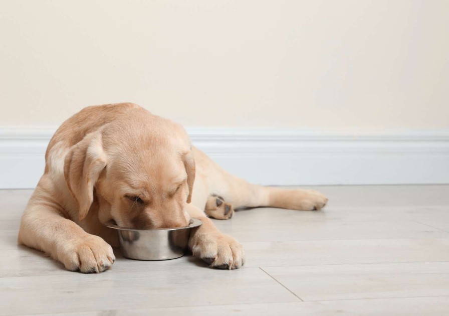 Dieren Wallgroup | Schattige Labrador Is Aan Het Eten Fotobehang