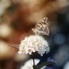 Natuur Wallgroup | Vlinder Op Witte Bloem Fotobehang