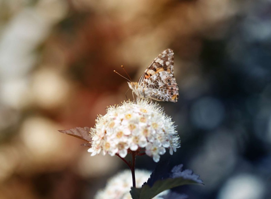 Natuur Wallgroup | Vlinder Op Witte Bloem Fotobehang