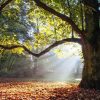 Natuur Wallgroup | Mooie Eik In Het Bos Fotobehang