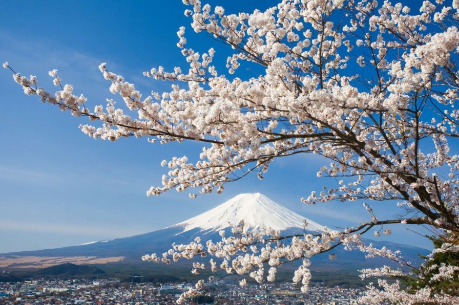 Natuur Wallgroup | Bloesem Voor De Fuji Berg Fotobehang