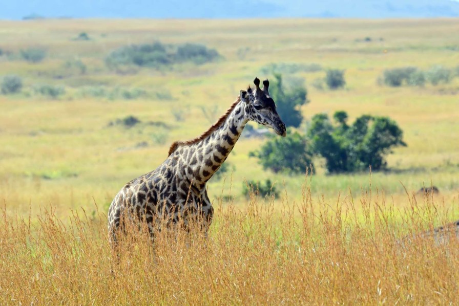 Dieren Wallgroup | Lichte Giraffe In De Natuur Fotobehang