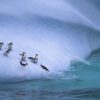 Landschap Wallgroup | Pinguins Glijden Van Een Helling Af Fotobehang