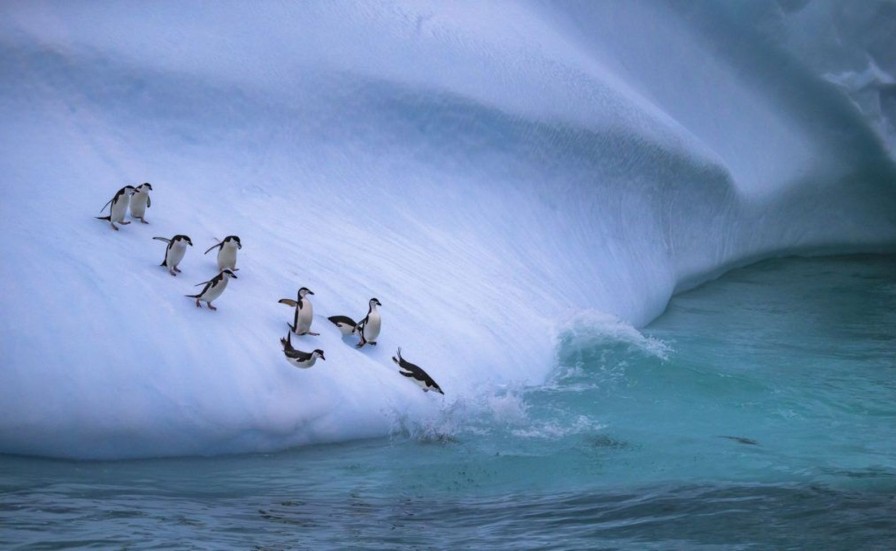 Landschap Wallgroup | Pinguins Glijden Van Een Helling Af Fotobehang