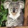 Dieren Wallgroup | Australische Koala In Een Boom Fotobehang