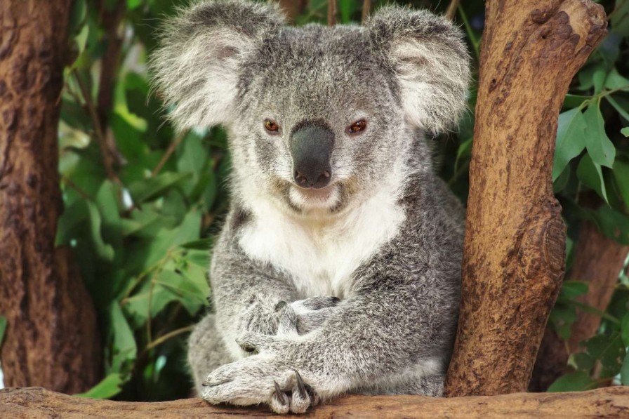 Dieren Wallgroup | Australische Koala In Een Boom Fotobehang